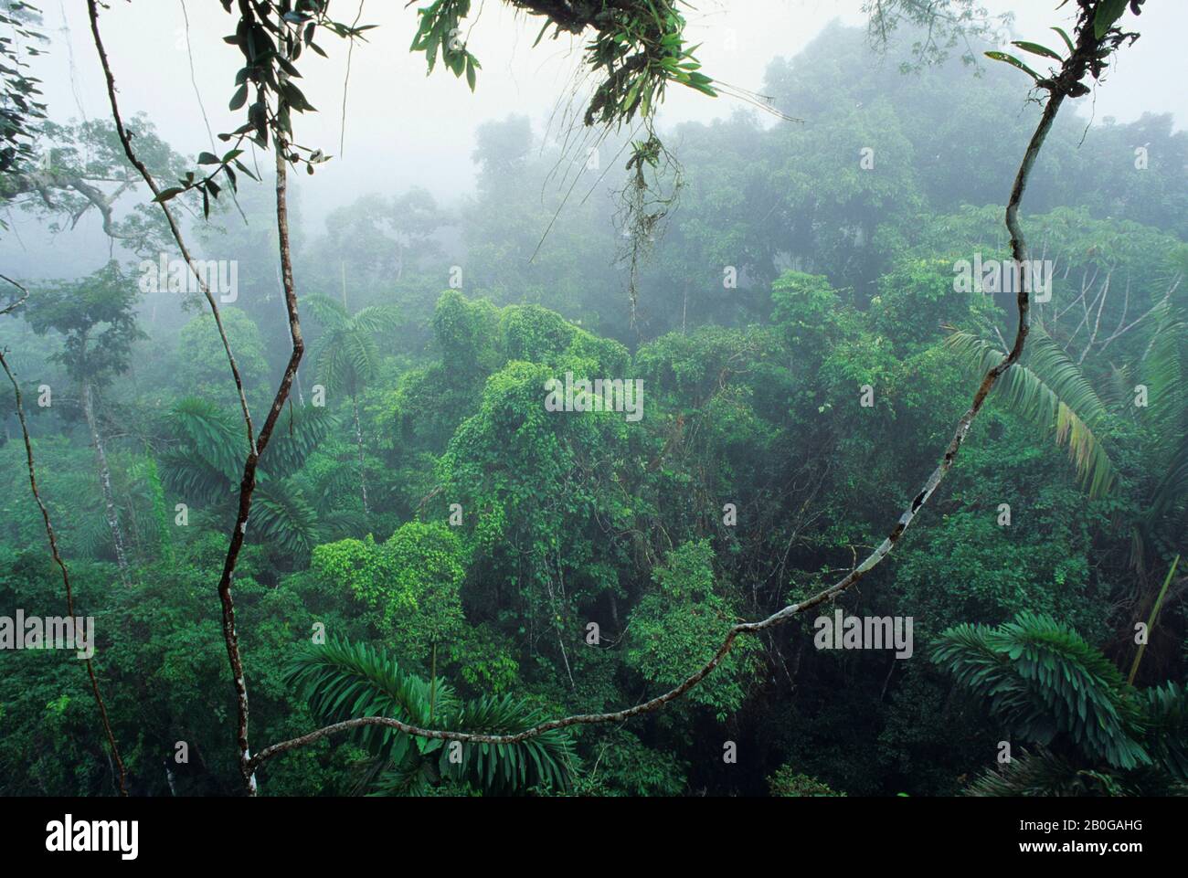 ECUADOR, BACINO AMAZZONICO, VICINO COCA, FORESTA PLUVIALE, TETTOIA SUPERIORE, NEBBIA CHE SALE DOPO LA PIOGGIA Foto Stock