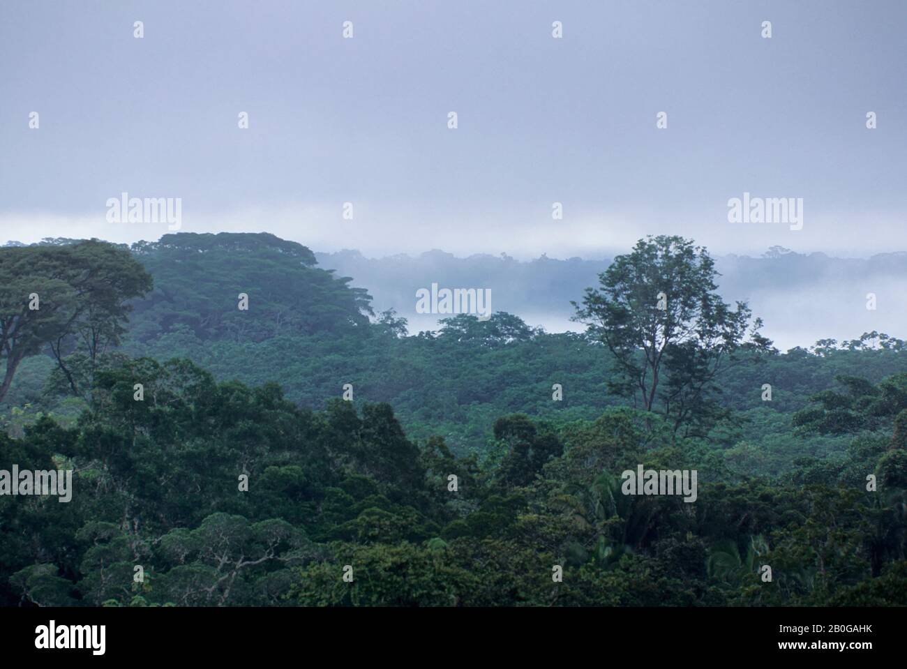 ECUADOR, BACINO AMAZZONICO, VICINO COCA, FORESTA PLUVIALE, TETTOIA SUPERIORE, NEBBIA CHE SALE DOPO LA PIOGGIA Foto Stock