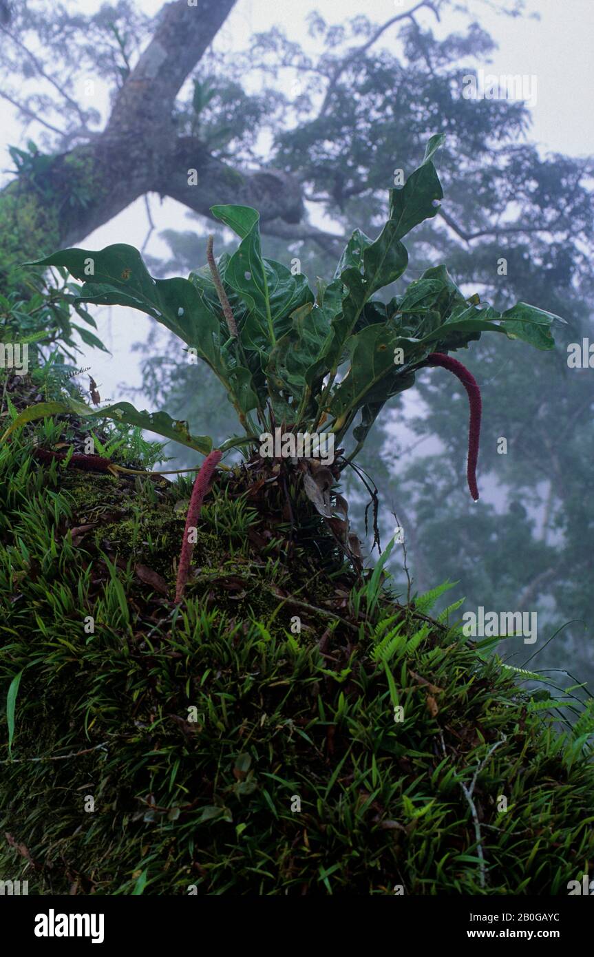 ECUADOR, BACINO AMAZZONICO, VICINO COCA, FORESTA PLUVIALE, TETTOIA SUPERIORE, NEBBIA CHE SORGE DOPO LA PIOGGIA, EPIFITI Foto Stock