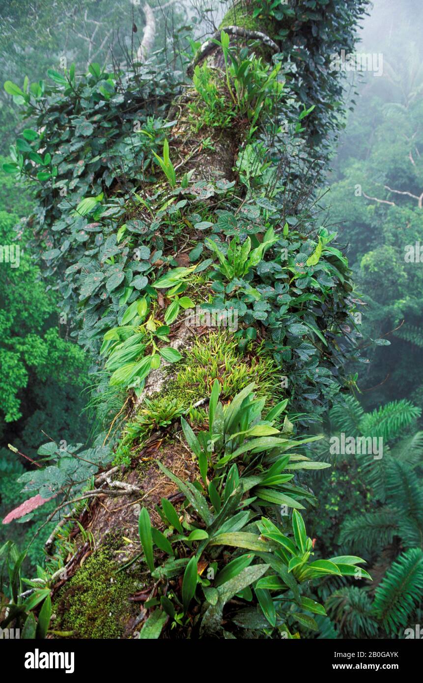 ECUADOR, BACINO AMAZZONICO, VICINO COCA, FORESTA PLUVIALE, TETTOIA SUPERIORE, NEBBIA CHE SORGE DOPO LA PIOGGIA, EPIFITI Foto Stock