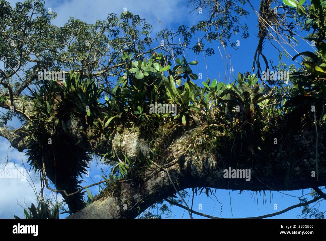 ECUADOR, AMAZZONIA, VICINO COCA, PIOGGIA FORESTA BALDACCHINO, EPIFITI IN ALBERO: BROMELIADI E ORCHIDEE Foto Stock