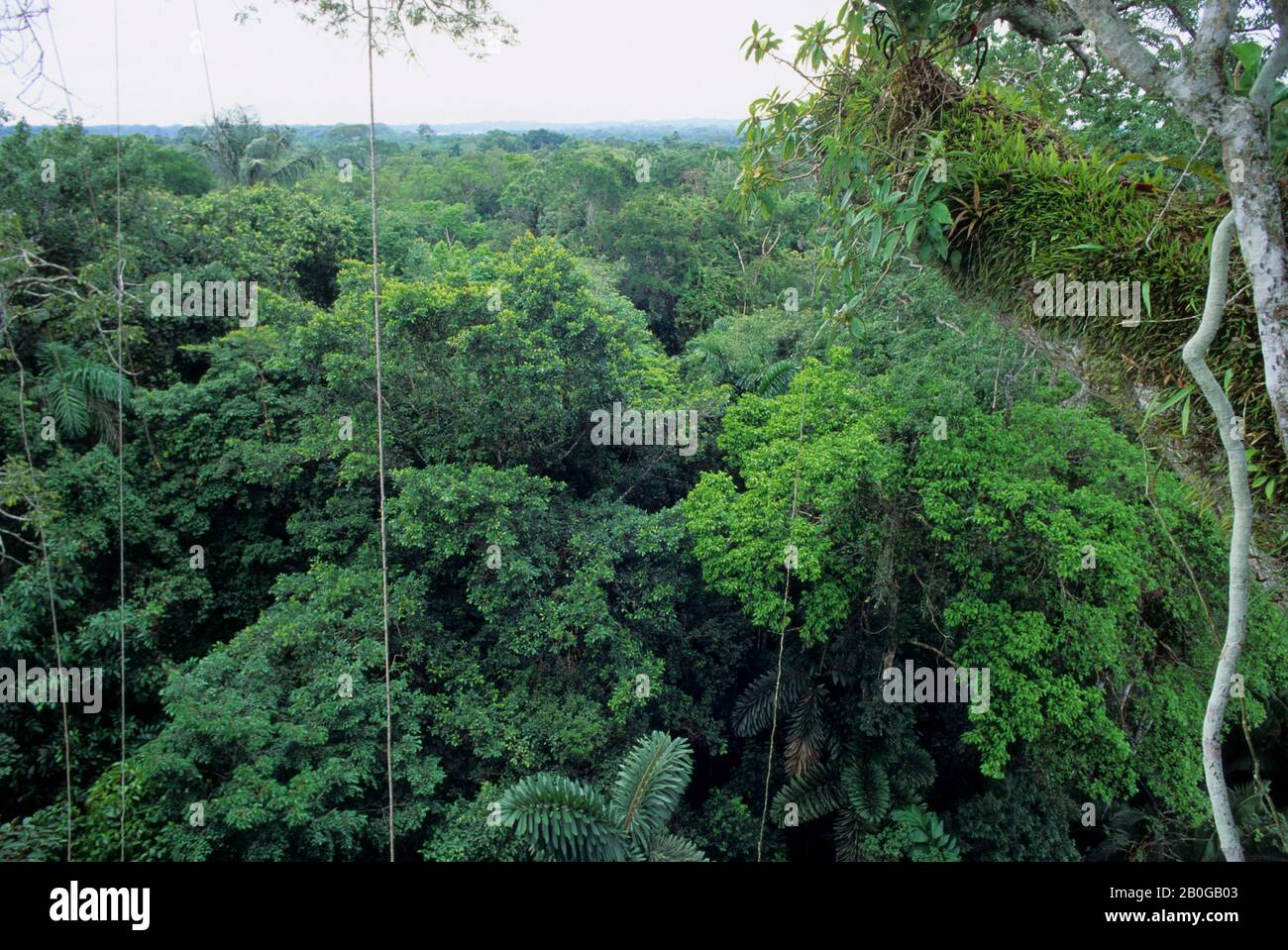 ECUADOR, BACINO AMAZZONICO, VICINO COCA, FORESTA PLUVIALE, TETTOIA SUPERIORE, EPIFITI CHE CRESCONO SU ALBERO Foto Stock
