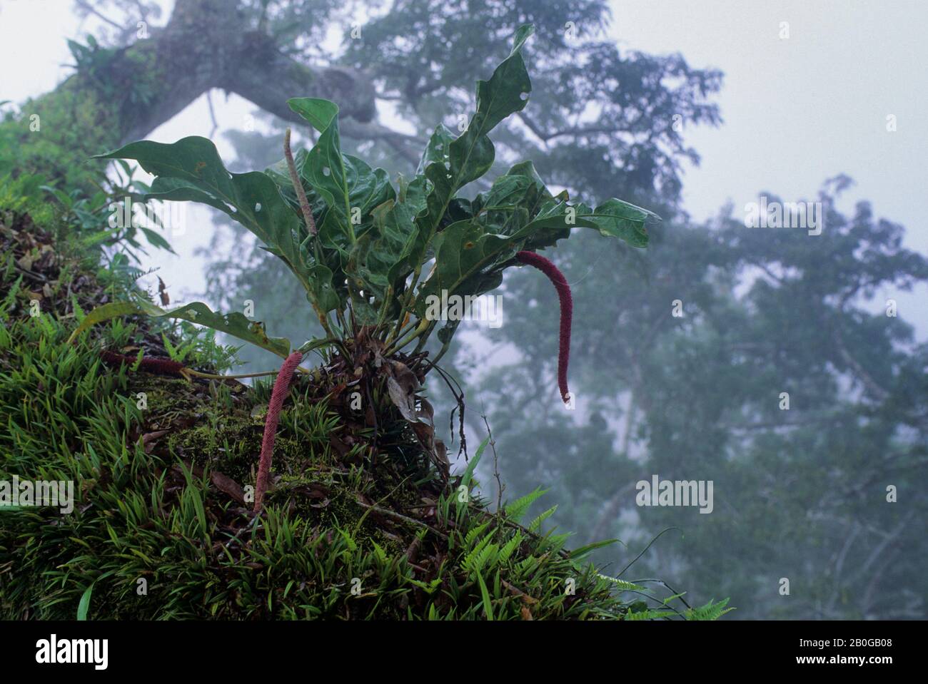 ECUADOR, BACINO AMAZZONICO, VICINO COCA, FORESTA PLUVIALE, TETTOIA SUPERIORE, NEBBIA CHE SORGE DOPO LA PIOGGIA, EPIFITI Foto Stock