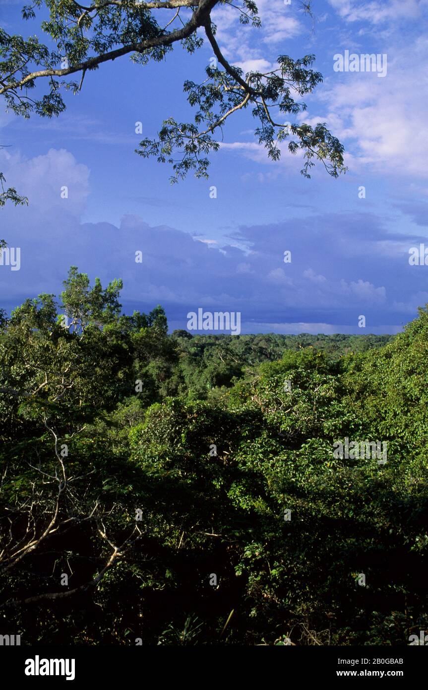 ECUADOR, BACINO AMAZZONICO, VICINO COCA, FORESTA PLUVIALE, VISTA SULLA TETTOIA SUPERIORE Foto Stock