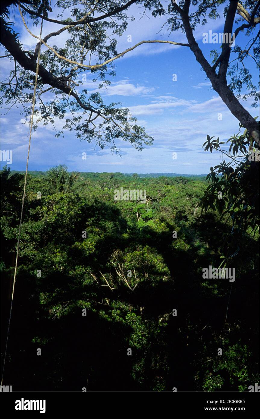 ECUADOR, BACINO AMAZZONICO, VICINO COCA, FORESTA PLUVIALE, VISTA SULLA TETTOIA SUPERIORE Foto Stock