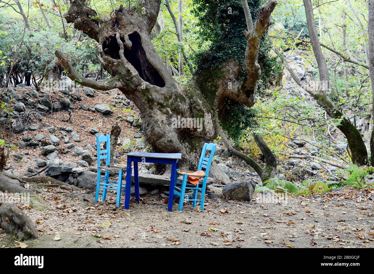 Grecia, Samotracia , luogo divertente per riposare tra vecchi alberi Foto Stock