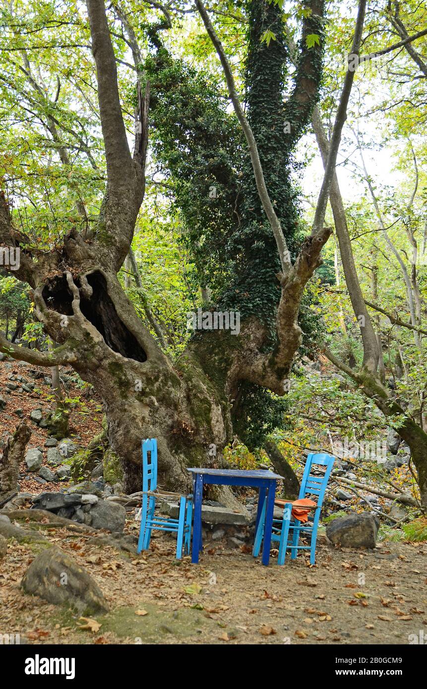 Grecia, Samotracia, luogo divertente per riposare in mezzo alla foresta Foto Stock