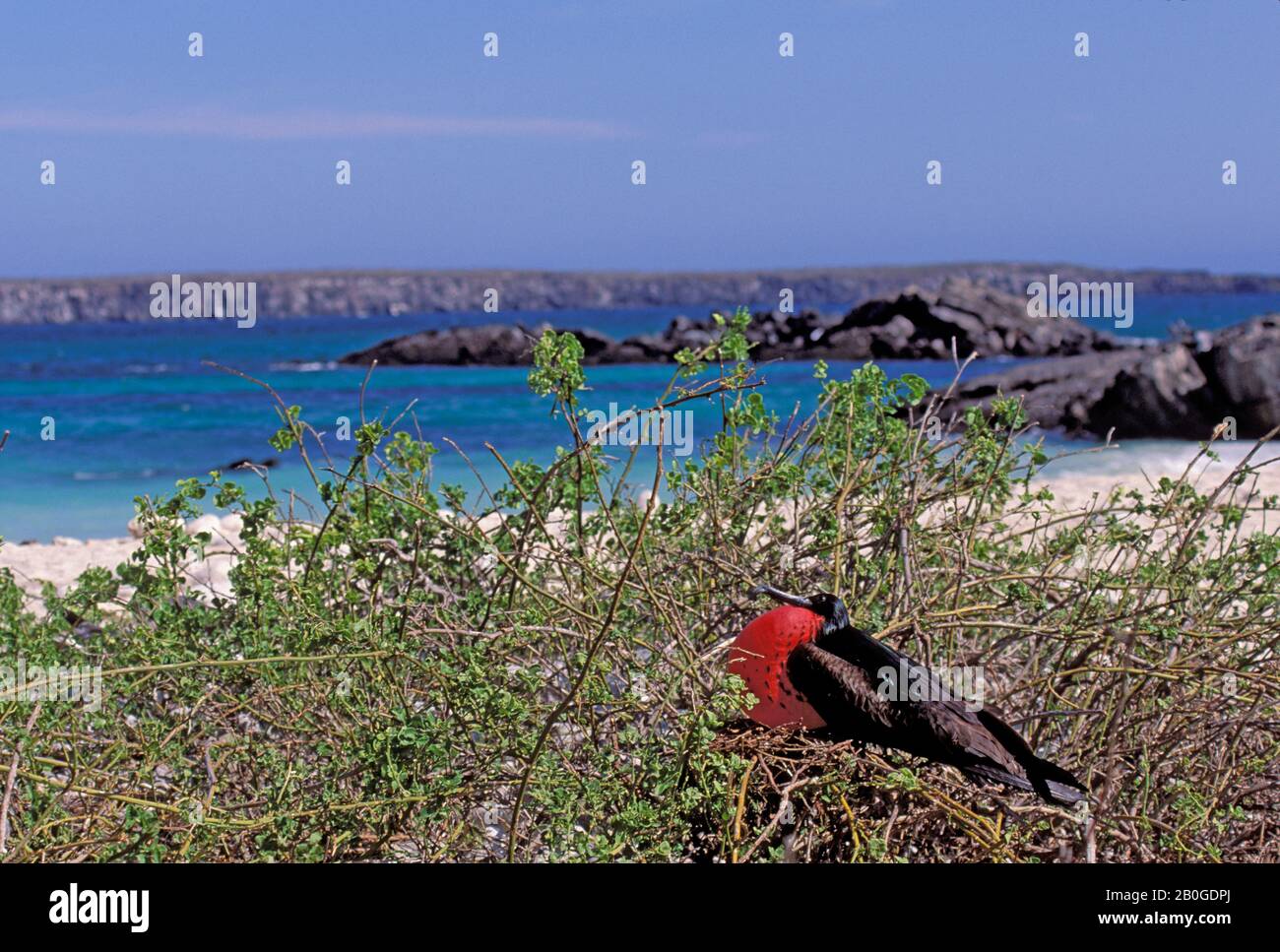 ECUADOR, GALAPAGOS ISLAND, TORRE (GENOVESA) È., UCCELLO FREGATA, MASCHIO CON GONFIA SACCHETTO DELLA GOLA Foto Stock