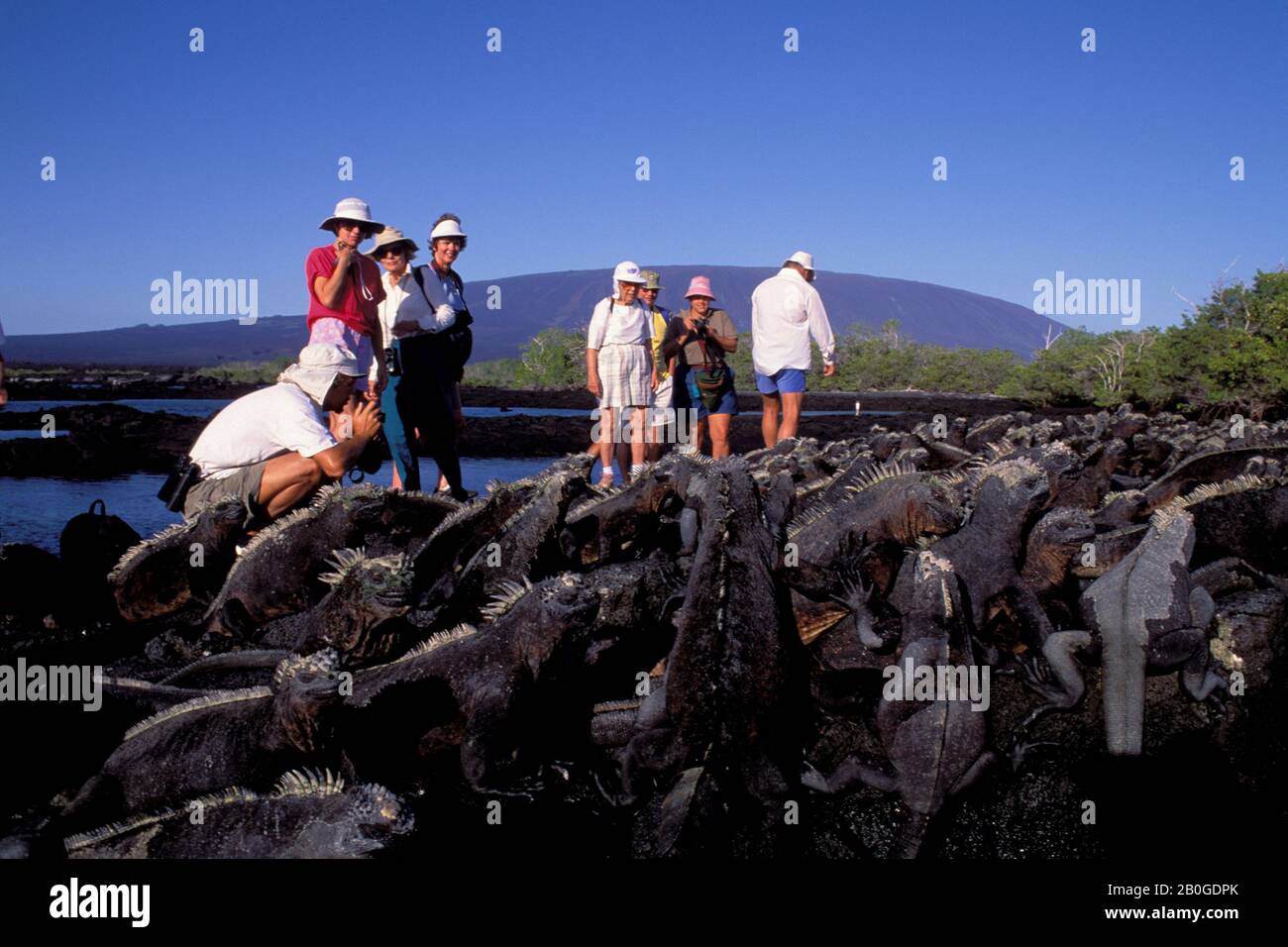 ECUADOR, GALAPAGOS ISLAND, FERNANDINA., IGUANE MARINE, TURISTI IN BACKGROUND Foto Stock