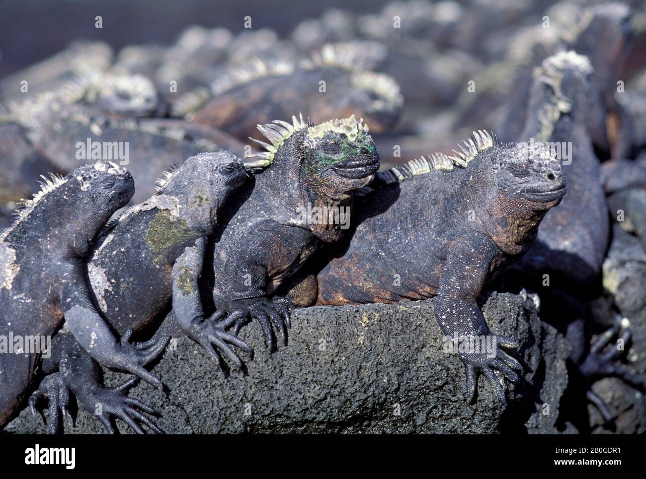 ECUADOR, ISOLA DELLE GALAPAGOS, FERNANDINA., IGUANE MARINE, RISCALDAMENTO AL SOLE Foto Stock