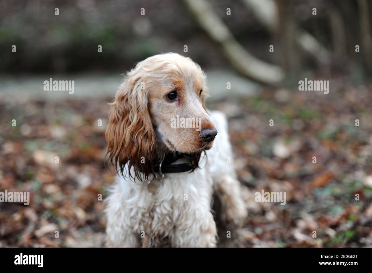 Inglese Cocker Spaniel cane all'aperto. Foto Stock