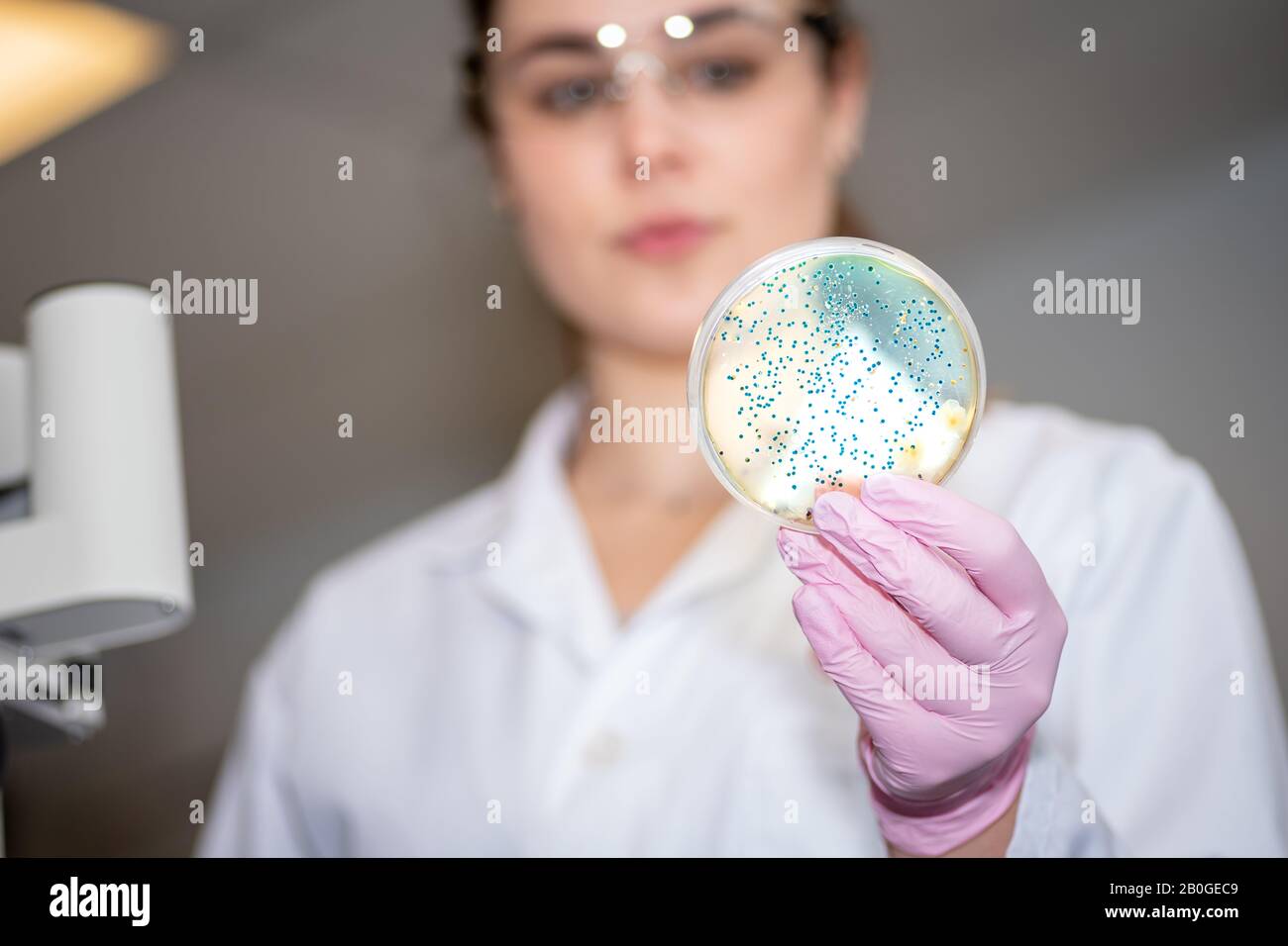 Ricercatore che lavora in laboratorio di microbiologia con piastra di coltura batterica Foto Stock