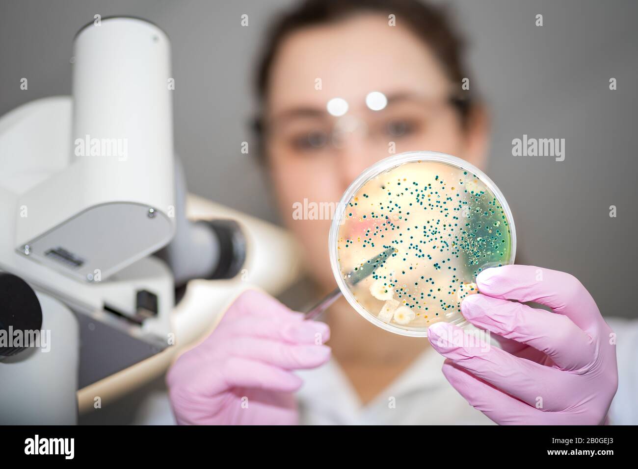 Ricercatore che lavora in laboratorio di microbiologia con piastra di coltura batterica Foto Stock