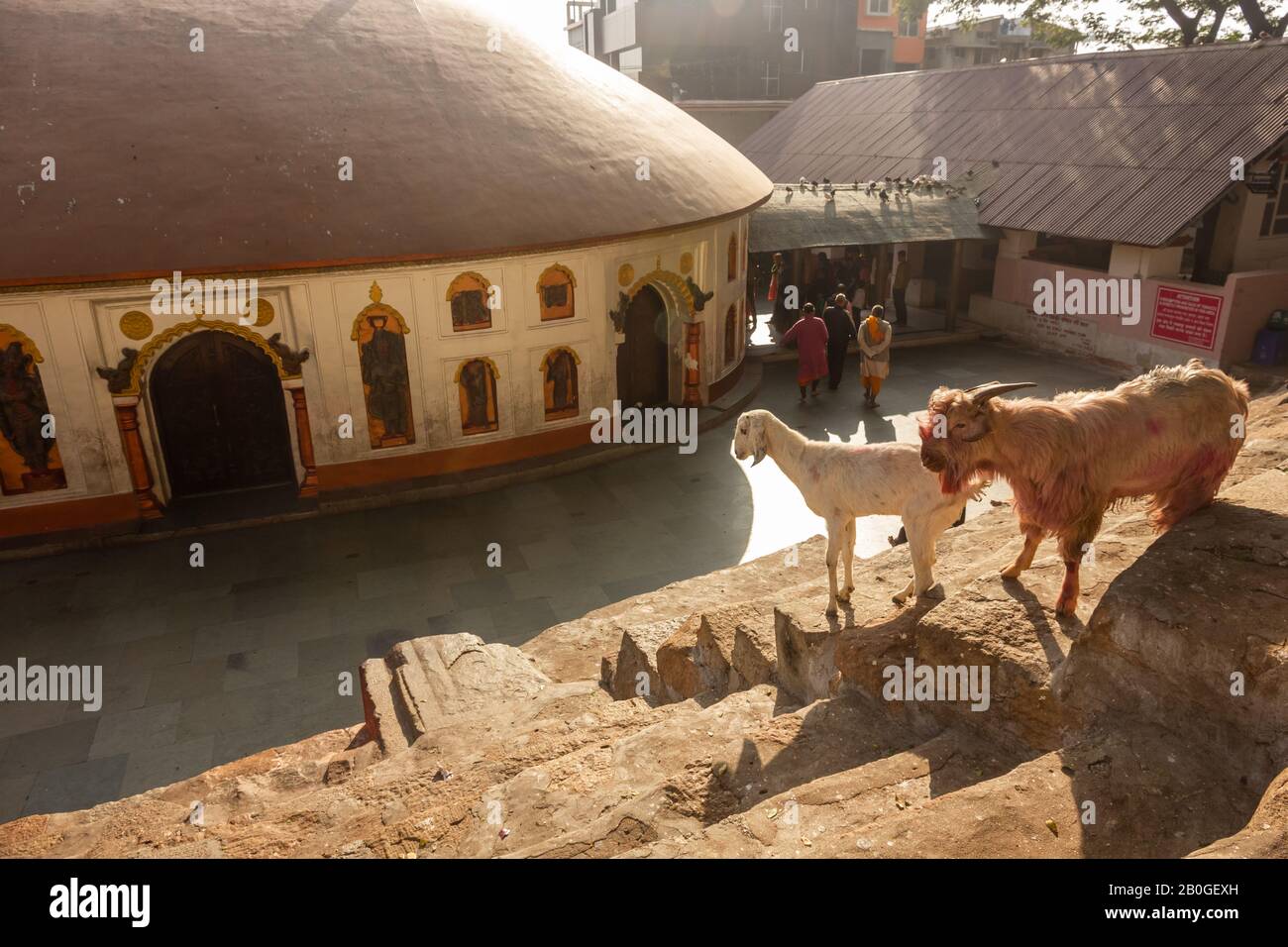 Due capre si trovano sui gradini dell'antico tempio di Kamakhya, uno dei luoghi di pellegrinaggio più sacri per gli indù. Foto Stock
