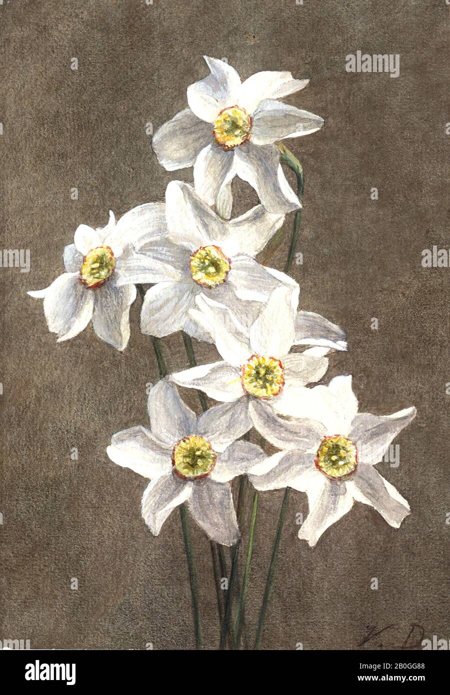 Victoria Dubourg Fantin-Latour, francese, 1840–1926, Narcissus, prima del 1900, Watercolor su carta wove bianca preparata con gesso marrone, Totale: 8 13/16 x 6 pollici. (22,4 x 15,2 cm Foto Stock