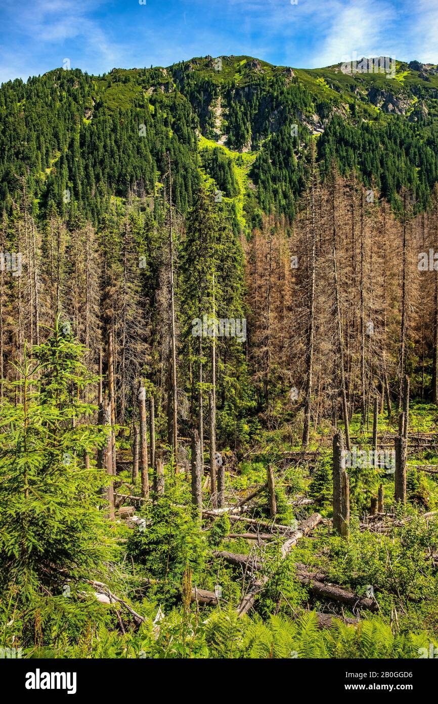 Vista panoramica del crinale dei sette Granati - Siedem Granatow - all'interno della catena Zabia Gran sopra la valle di Rybi Potok nei Monti Tatra, vicino a Zakopane, Polonia Foto Stock