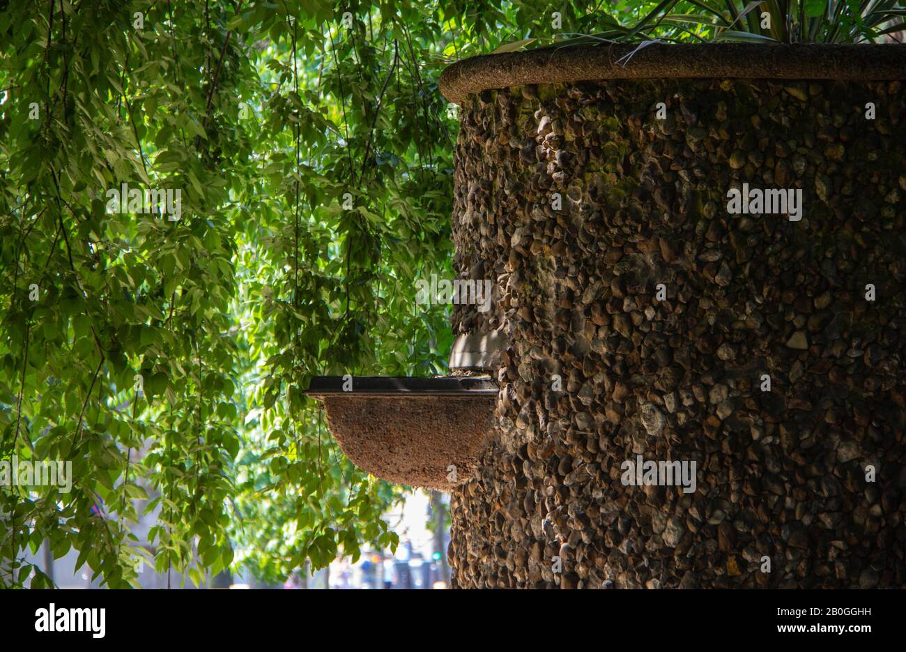 fontana sotto un albero Foto Stock