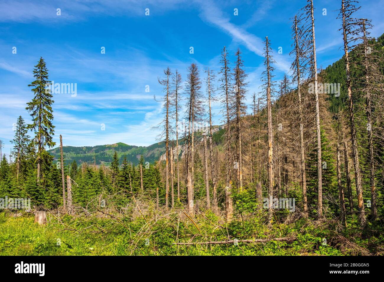 Vista panoramica del crinale dei sette Granati - Siedem Granatow - all'interno della catena Zabia Gran sopra la valle di Rybi Potok nei Monti Tatra, vicino a Zakopane, Polonia Foto Stock