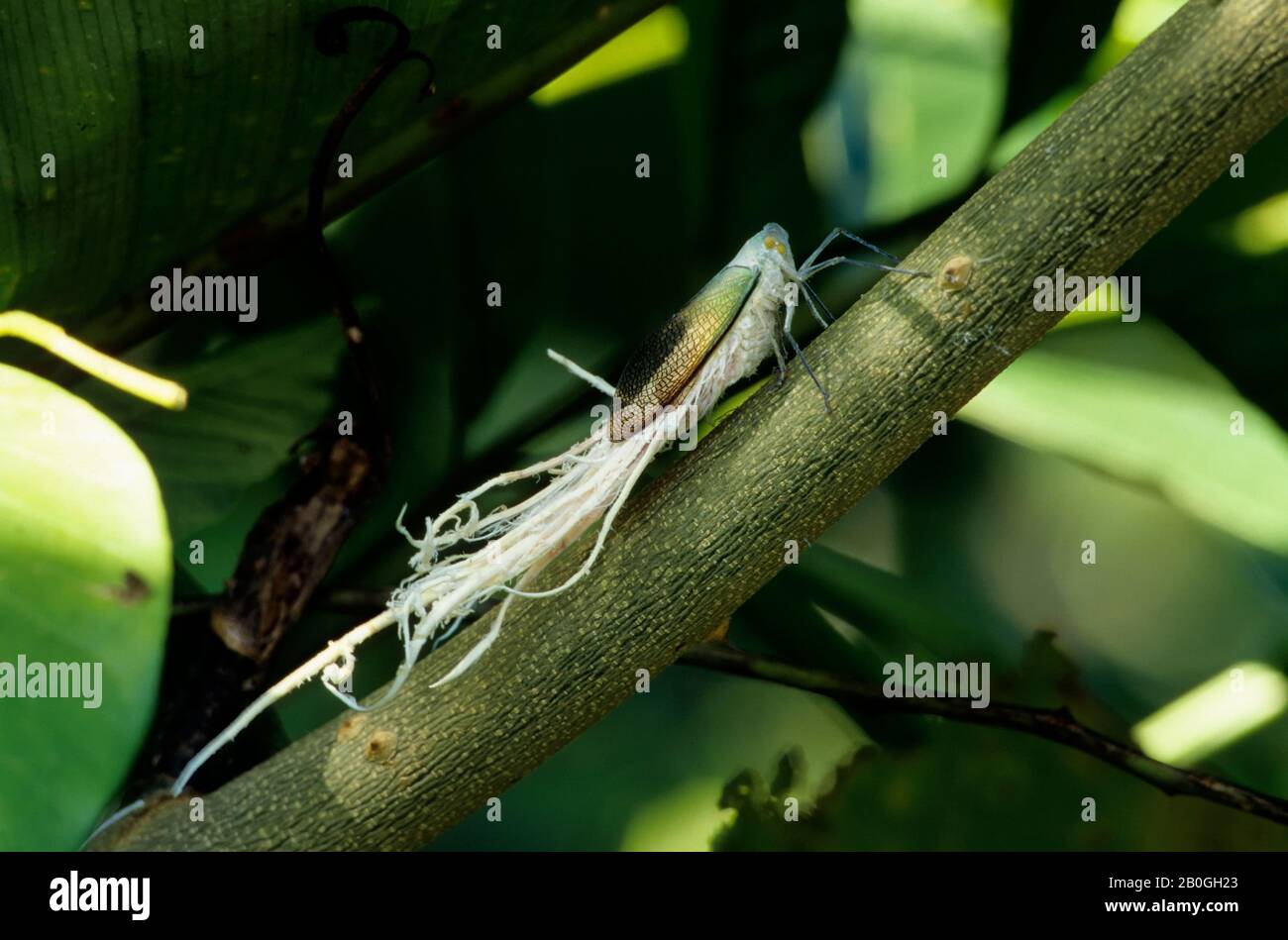 ECUADOR, FORESTA PLUVIALE AMAZZONICA, RIO NAPO, VICINO COCA, MASCHIO CICADA Foto Stock