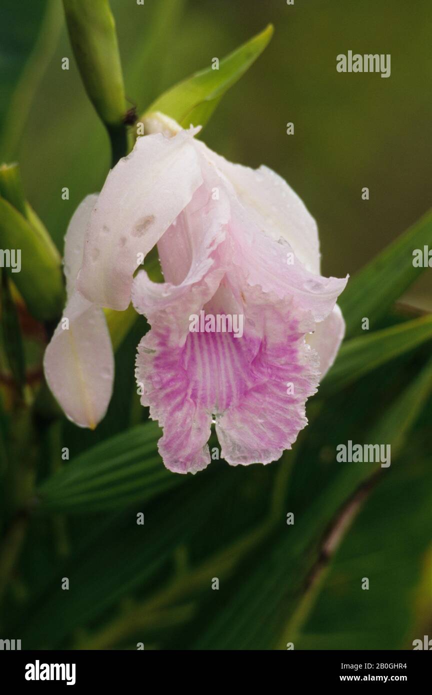 ECUADOR, FORESTA PLUVIALE AMAZZONICA, RIO NAPO, VICINO COCA, GRANDE PALUDE ORCHIDEA, SOBRALIA SPECIE Foto Stock