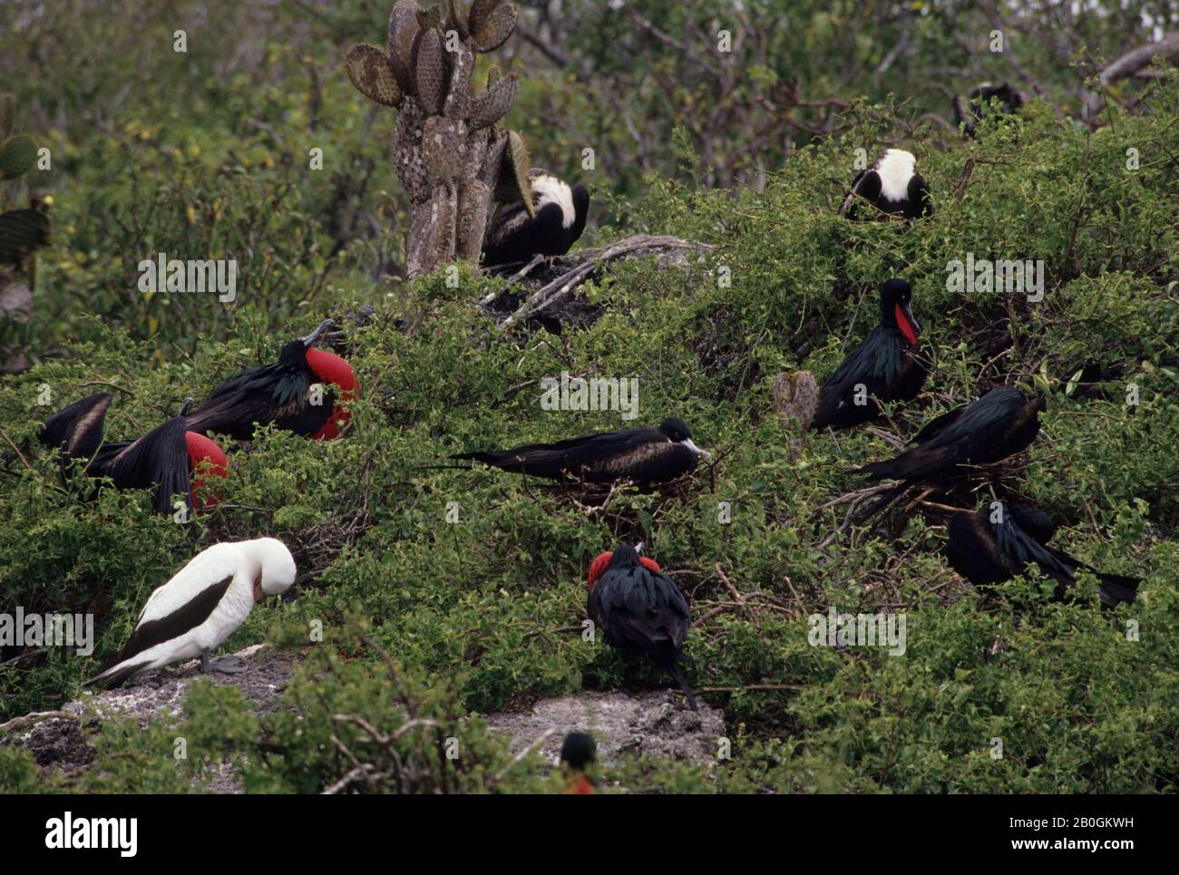 ECUADOR, ISOLE GALAPAGOS, ISOLA TORRE, FRIGATE COLONIA DI UCCELLI, MASCHI, VISUALIZZAZIONE Foto Stock