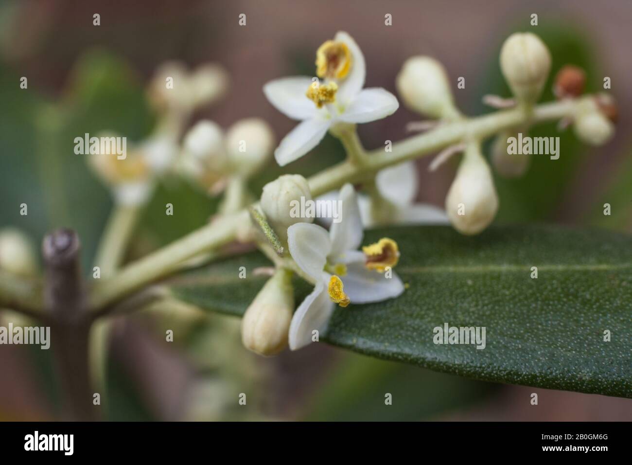 Fiori dell'Olivo europeo (Olea europaea) Foto Stock