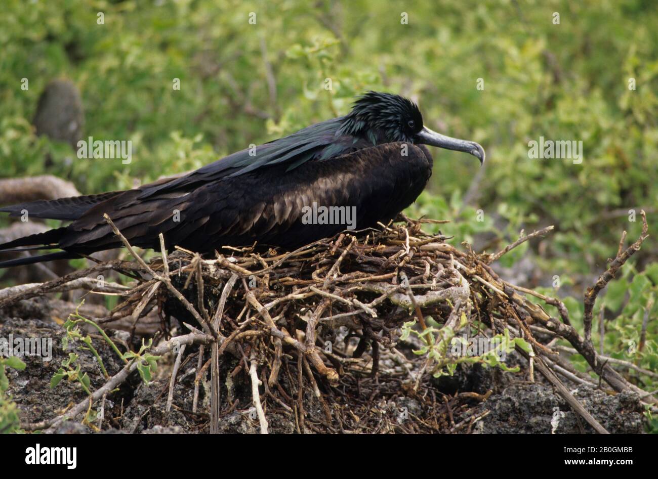 ECUADOR, ISOLE GALAPAGOS, ISOLA DELLA TORRE, MASCHIO UCCELLO FREGATA SUL NIDO Foto Stock
