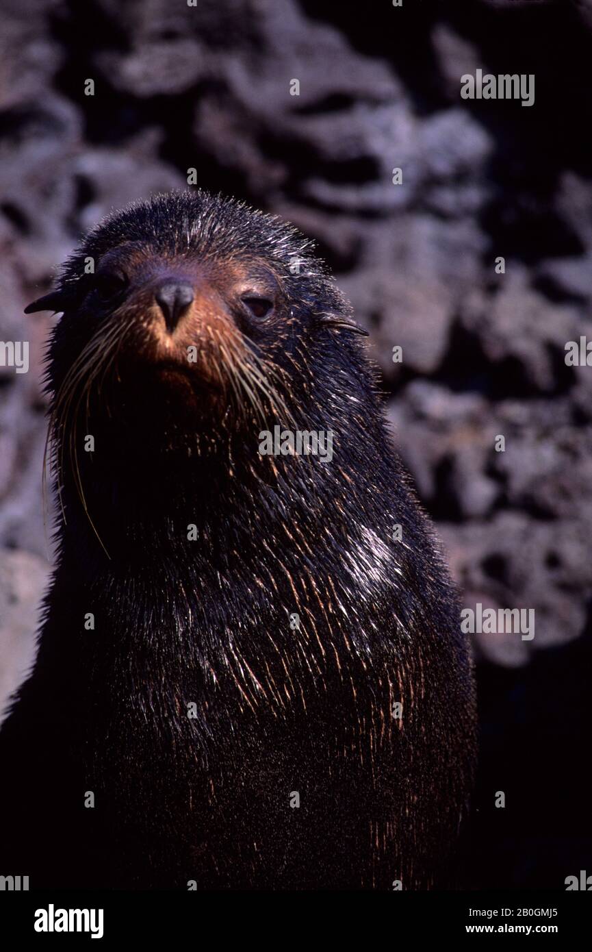 ECUADOR, ISOLE GALAPAGOS, ISOLA DI JAMES (SANTIAGO), OTARIE GALAPAGOS Foto Stock