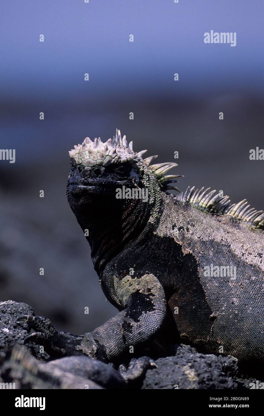 ECUADOR, ISOLE GALAPAGOS, ISOLA DI FERNANDINA, IGUANA MARINA, PRENDERE IL SOLE Foto Stock