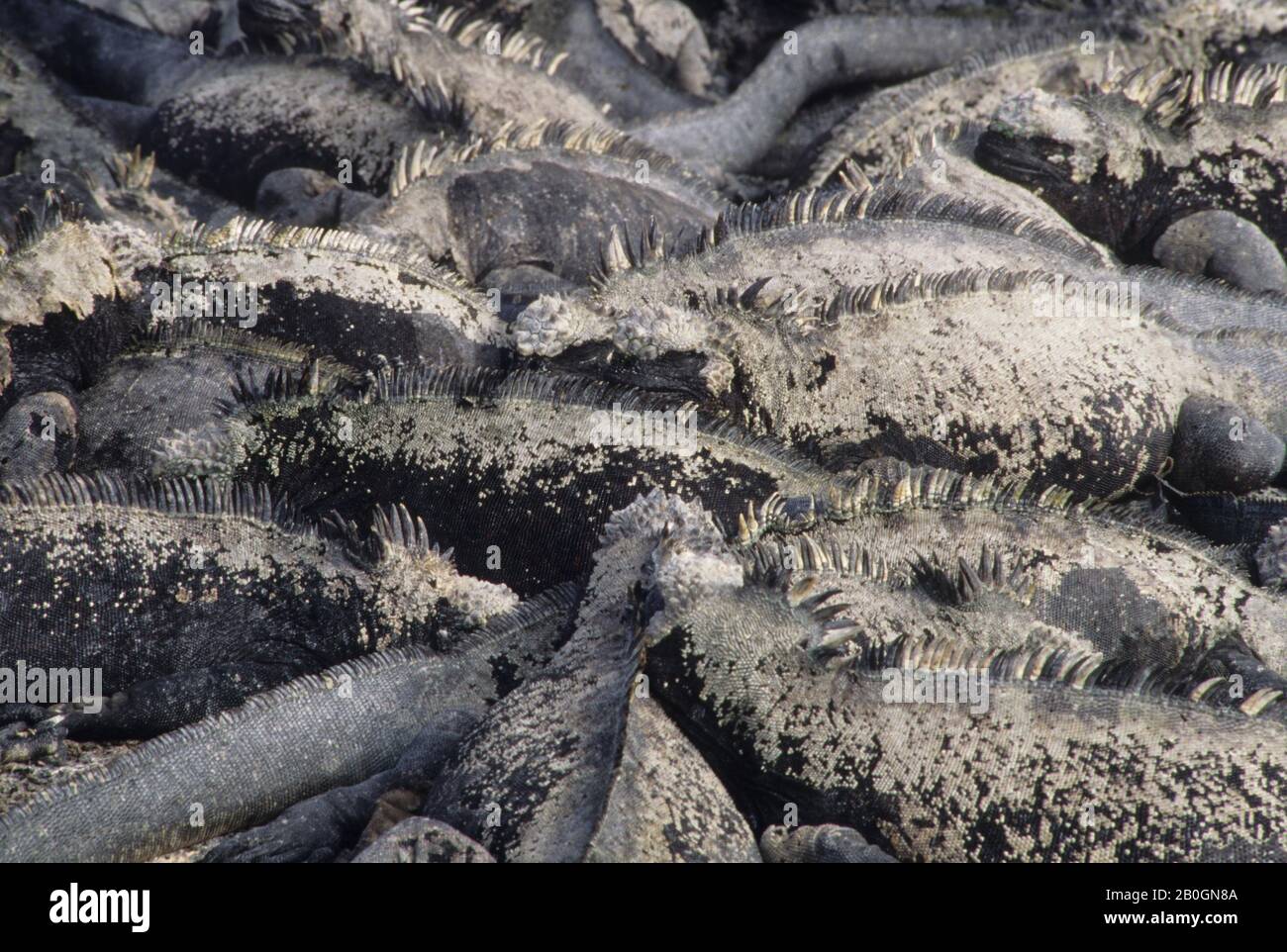 ECUADOR, ISOLE GALAPAGOS, ISOLA DI FERNANDINA, GRUPPO DI IGUANE MARINE, PRENDERE IL SOLE Foto Stock