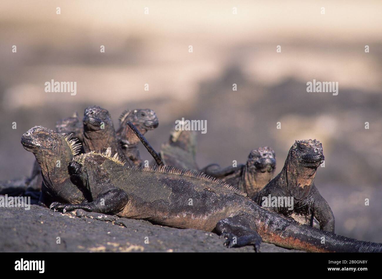 ECUADOR, ISOLE GALAPAGOS, ISOLA DI FERNANDINA, GRUPPO DI IGUANE MARINE, PRENDERE IL SOLE Foto Stock