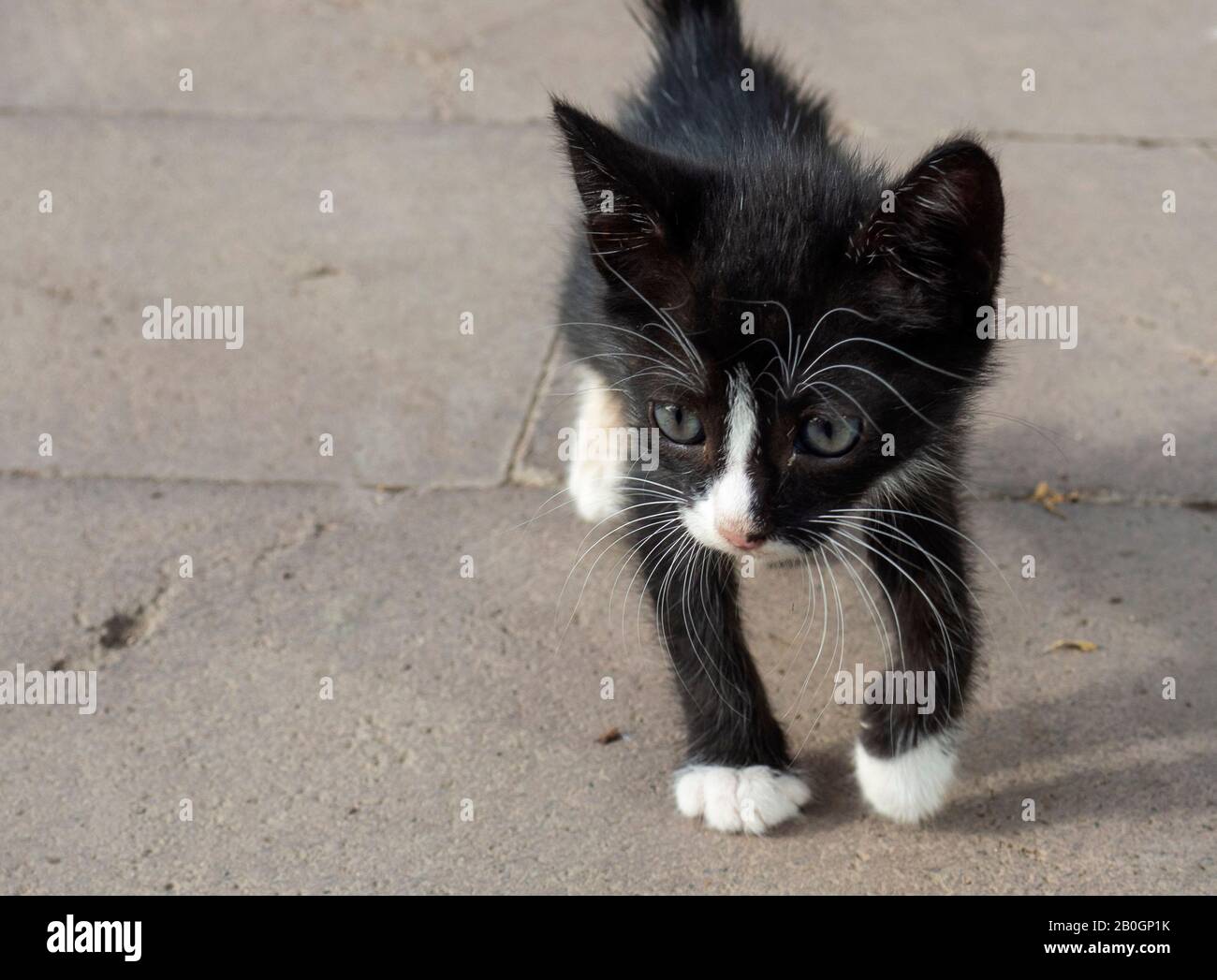 gattino randagio bianco e nero Foto Stock