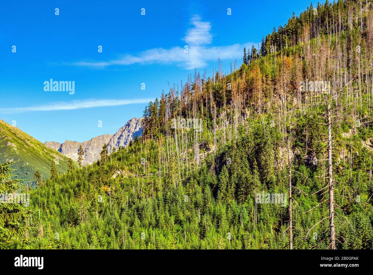 Vista panoramica della valle di Rybi Potok - Dolina Rybiego potoku - con foresta che copre le pendici del crinale di Siedem Granatow nei Monti Tatra, in Polonia Foto Stock