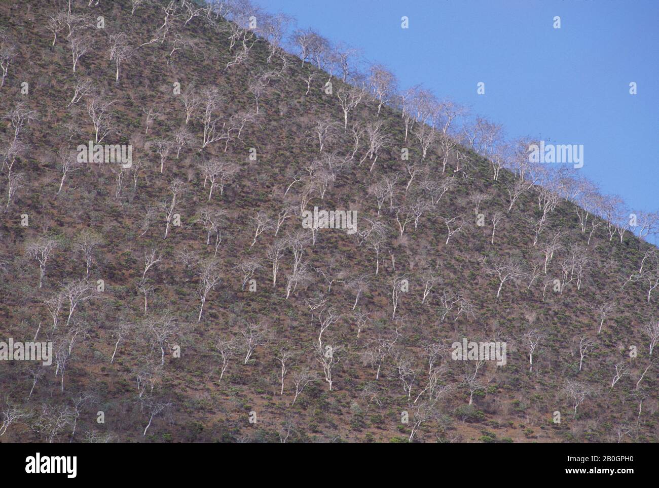 ECUADOR, ISOLE GALAPAGOS, ISOLA DI FLOREANA, ALBERI Foto Stock