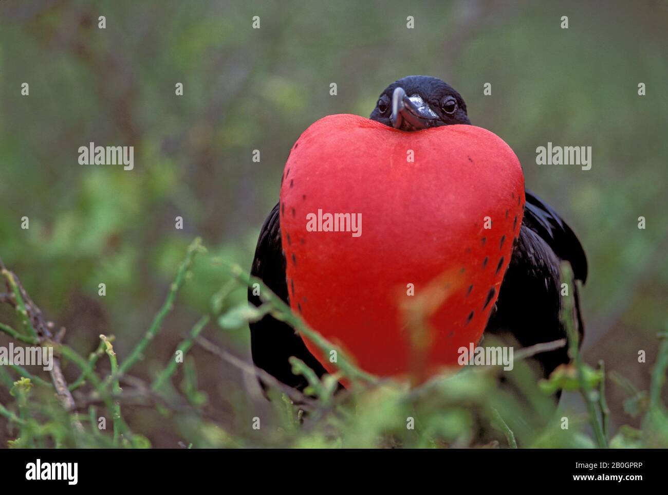ECUADOR, GALAPAGOS ISLAND, TOWER IS., MASCHIO UCCELLO FREGATA CON GONFIA SACCHETTO DELLA GOLA Foto Stock