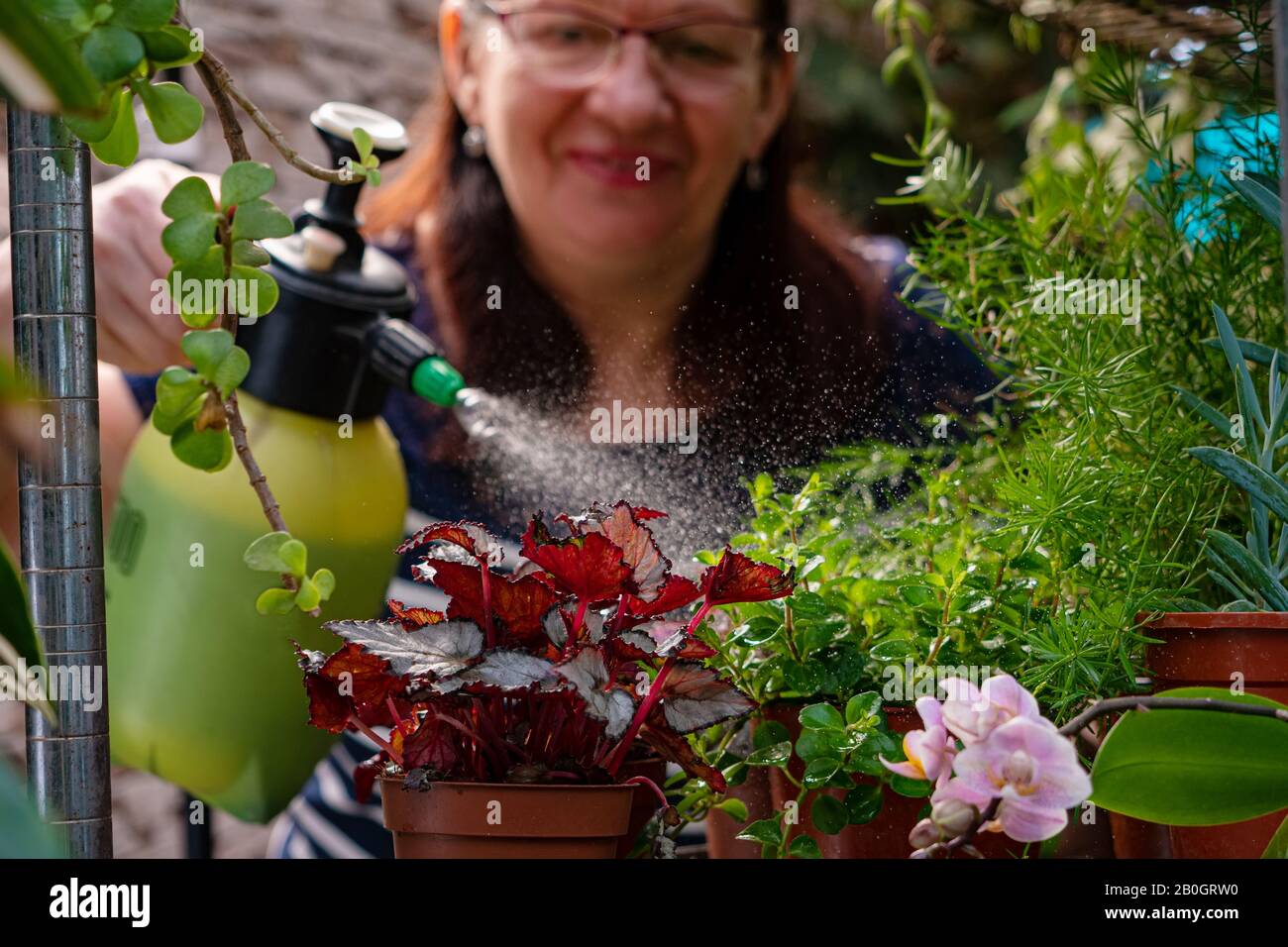 Donna gioiosa e anziana che si prende cura di piante domestiche. Focus sulle piante in primo piano. Hobby del giardiniere Foto Stock