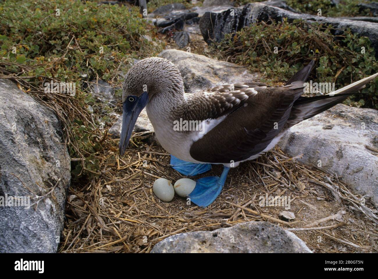 ECUADOR, ISOLA GALAPAGOS, HOOD ISLAND, BOOBY BLU-PIEDI, ORGANIZZARE LE UOVA Foto Stock