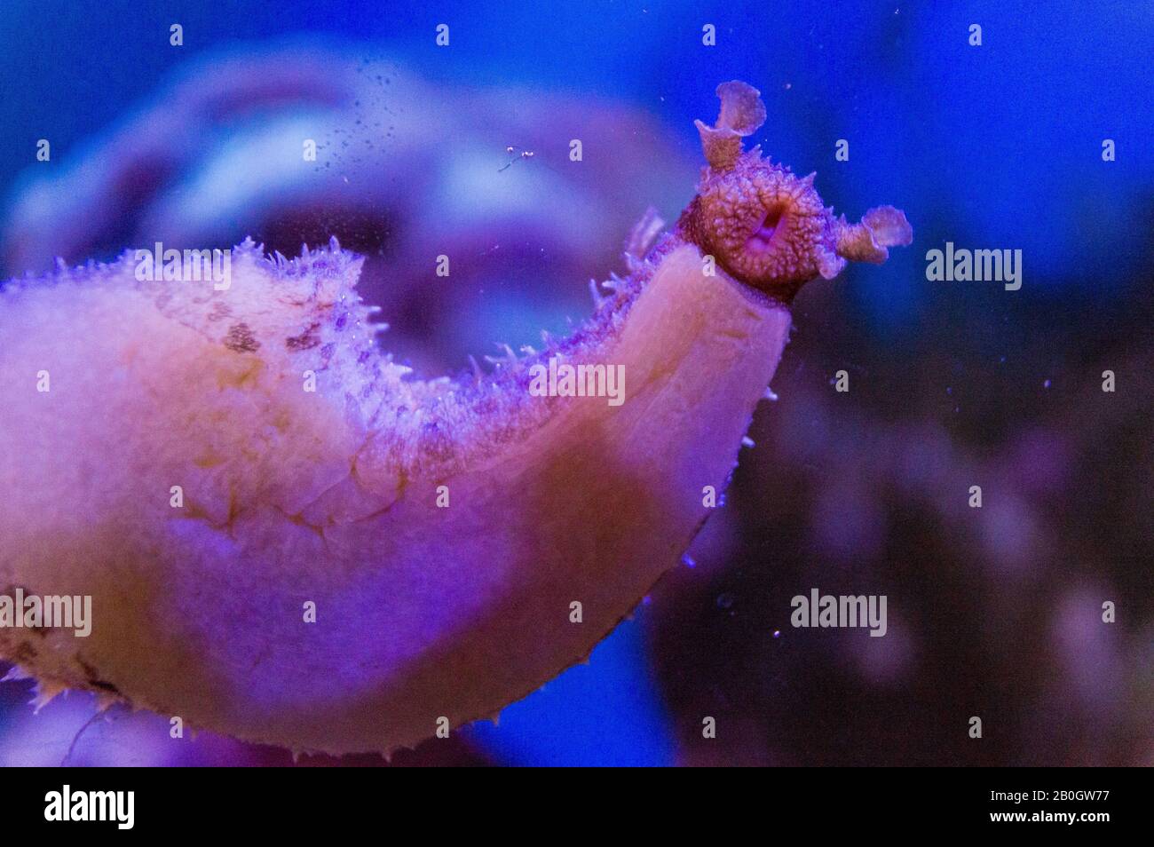 lepre gigante di mare dal basso mangiare algea Foto Stock