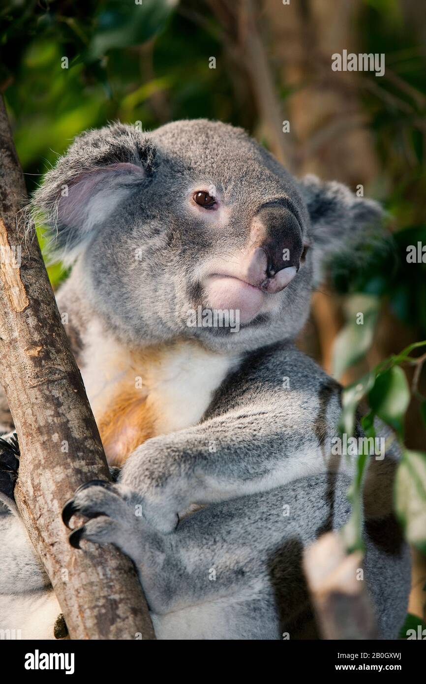 Koala, phascolarctos cinereus, maschio in piedi su Branch Foto Stock
