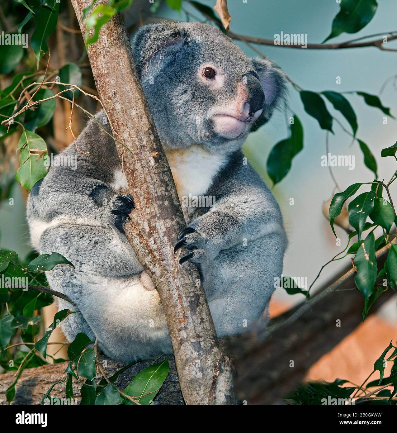Koala, phascolarctos cinereus, maschio in piedi su Branch Foto Stock