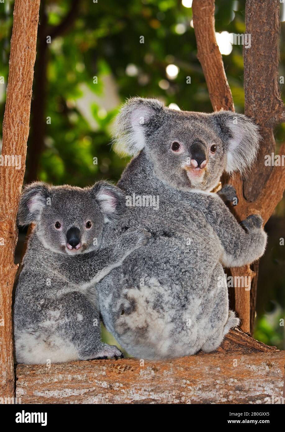 Koala, phascolarctos cinereus, Madre e giovane sulla sua schiena Foto Stock