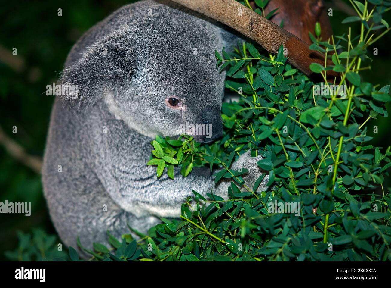 Koala, phascolarctos cinereus, Adult mangiare Foglie di Eucalipto Foto Stock