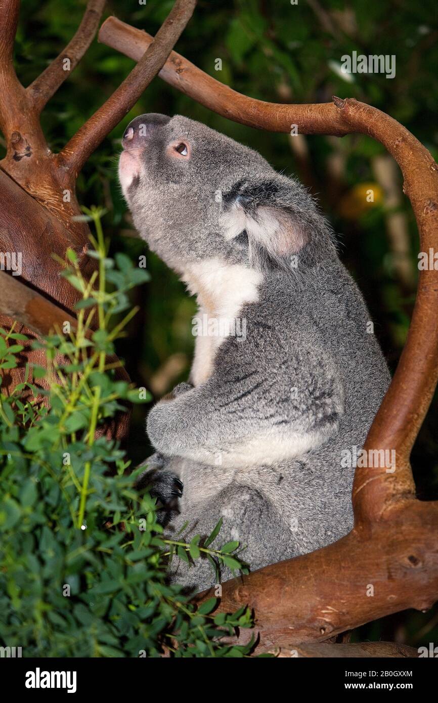 Koala, phascolarctos cinereus, chiamata maschio Foto Stock