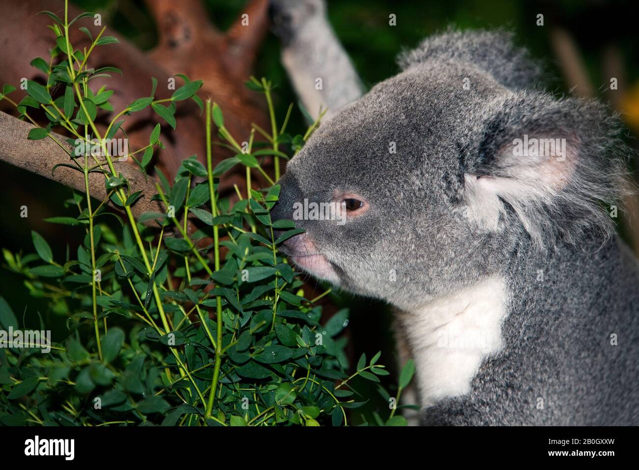 Il Koala, phascolarctos cinereus, Adulti Foto Stock