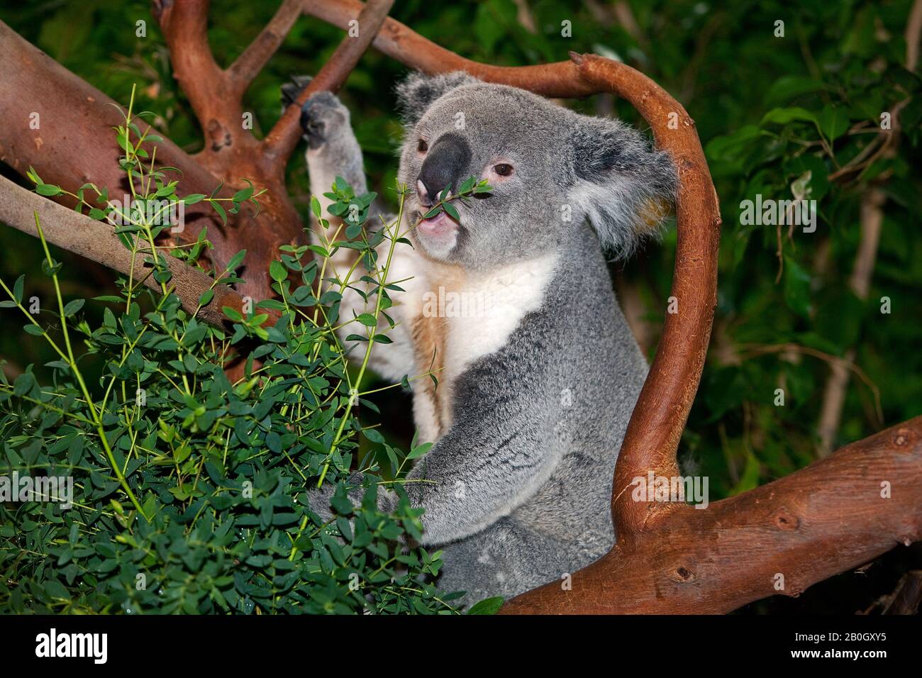 Koala, phascolarctos cinereus, foglie maschili di Eucalipto Foto Stock