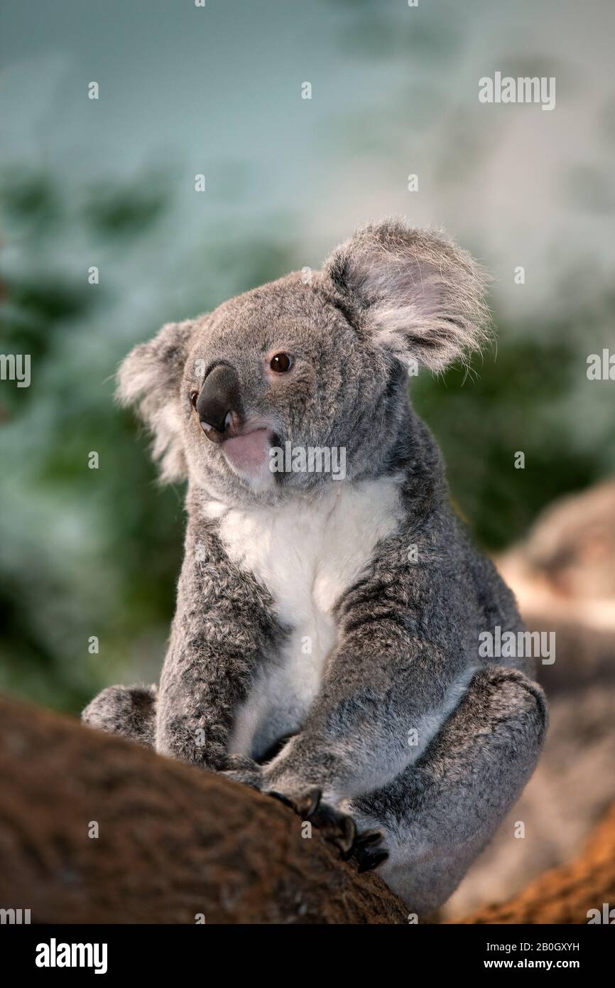 Koala, phascolarctos cinereus, femmina in piedi su Branch Foto Stock