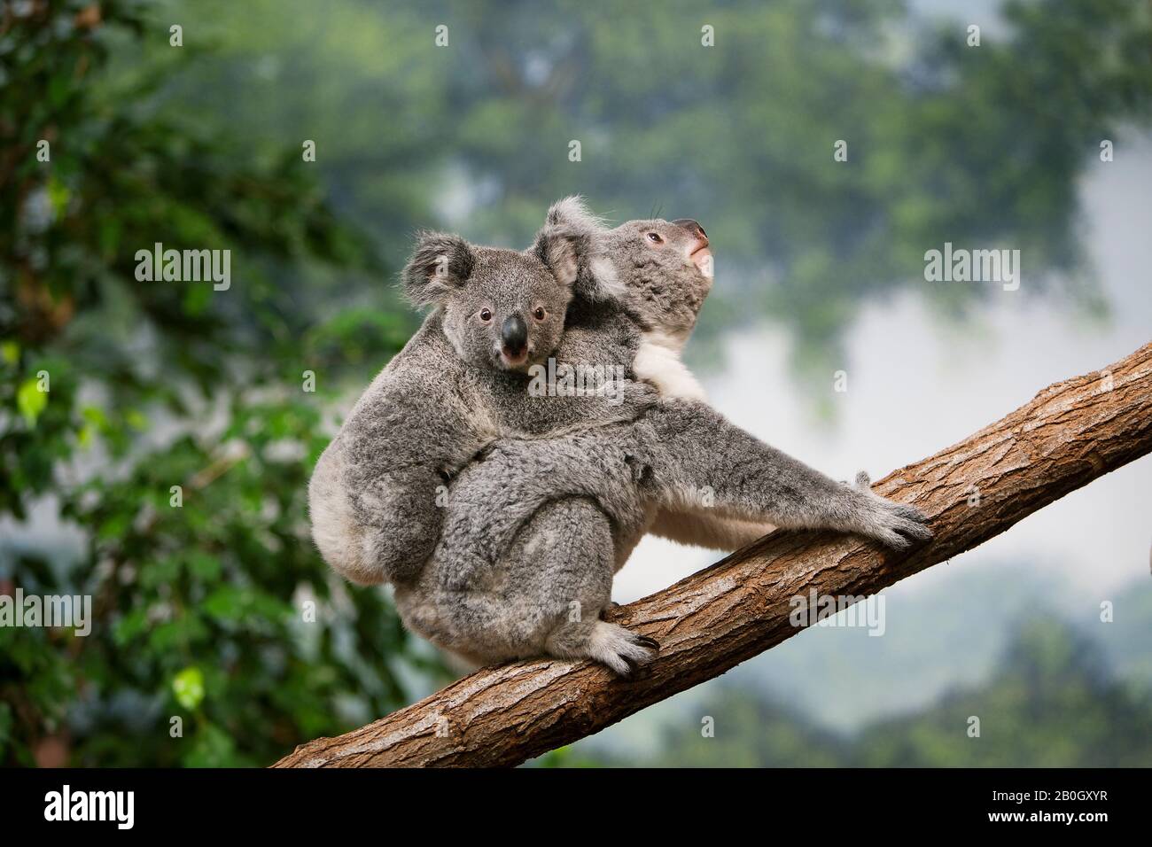 Il Koala, phascolarctos cinereus, madre che porta i giovani sulla sua schiena Foto Stock