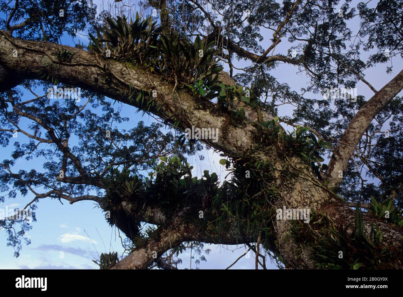 ECUADOR, BACINO AMAZZONICO, RIO NAPO, FORESTA PLUVIALE, EPIFITI: BROMELIADI, ORCHIDEE Foto Stock