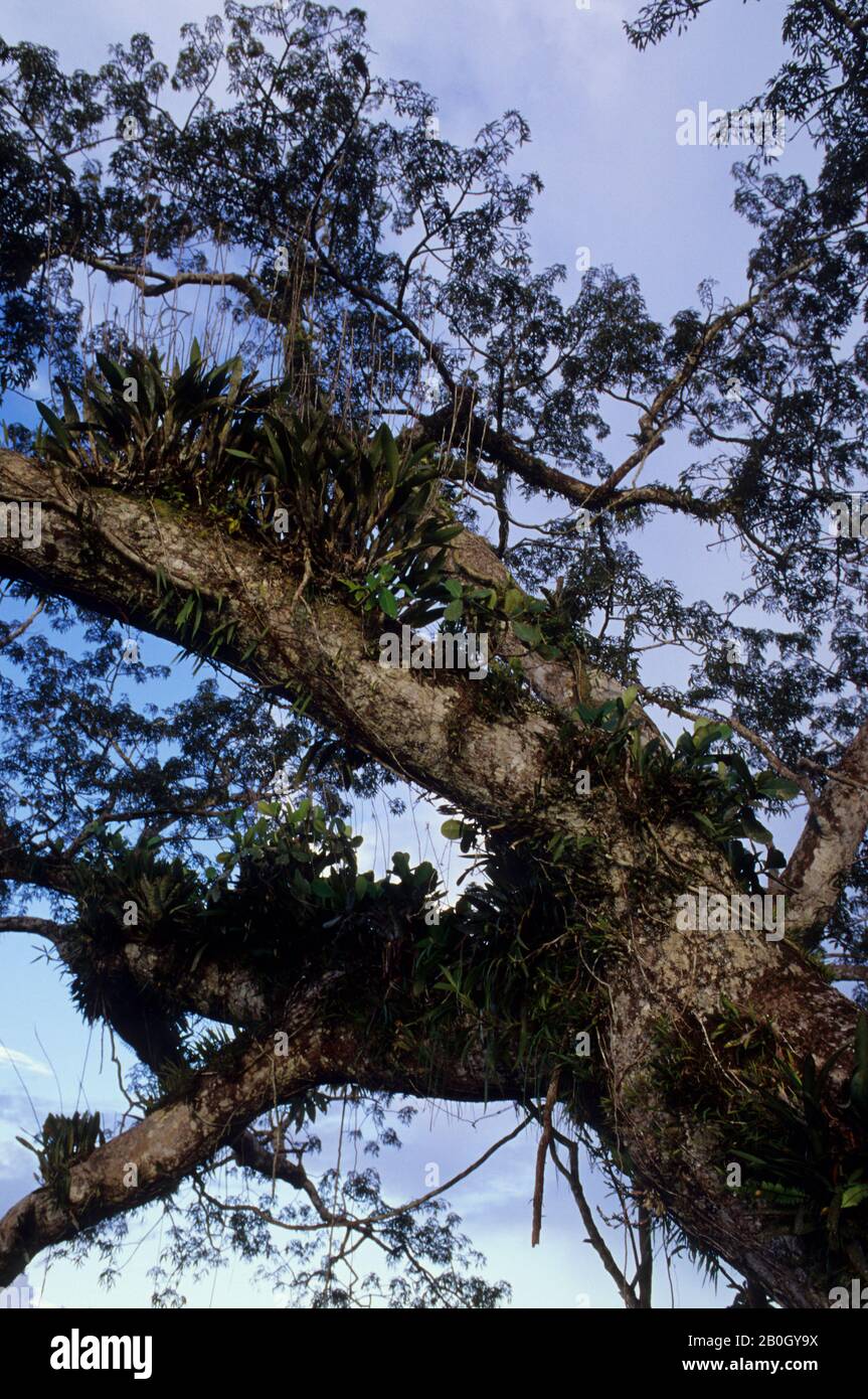 ECUADOR, BACINO AMAZZONICO, RIO NAPO, FORESTA PLUVIALE, EPIFITI: BROMELIADI, ORCHIDEE Foto Stock
