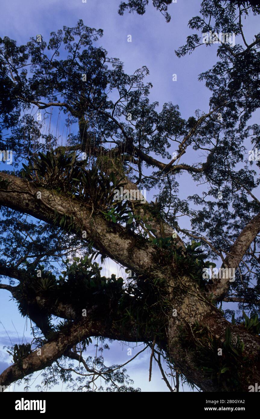 ECUADOR, BACINO AMAZZONICO, RIO NAPO, FORESTA PLUVIALE, TETTOIA SUPERIORE, EPIFITI Foto Stock